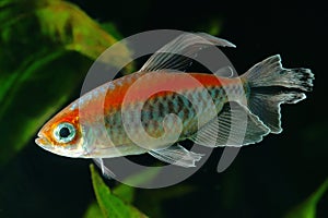 Congo tetra