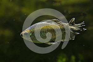 The Congo tetra Phenacogrammus interruptus.