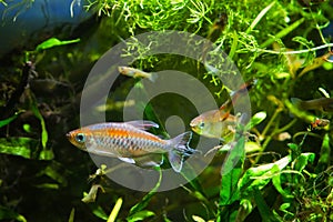 Congo tetra, Phenacogrammus interruptus, male and female endemic of tropical African Central Congo river basin