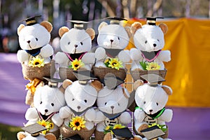 Congratulation Charming teddy bear whit graduation cap