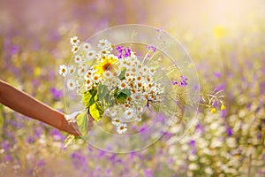 Congratulations gift concept, field bouquet of flowers close-up. human hand holds composition collected wild flowers