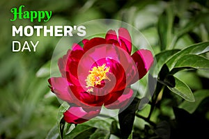 Congratulations Happy Mother`s Day - nifty soft colors. Cool present concept