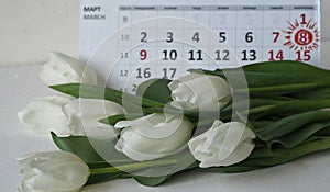 Congratulatory background. White tulips and March calendar with highlighted March 8 on white background with copy space for text.