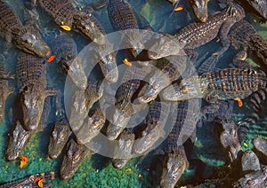 A congregation of alligators.