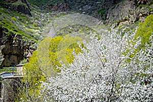 Conic roof chirch in Geghard monastery among blossom trees photo