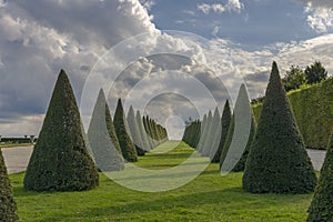 Conical hedges lines and lawn, Versailles Chateau, France