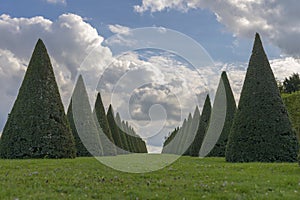Conical hedges lines and lawn, Versailles Chateau, France