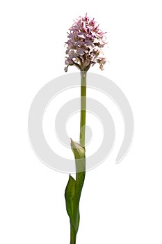 Conical orchid - Orchis conica photo