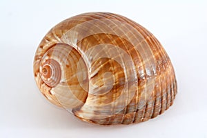 Conical Sea Shell