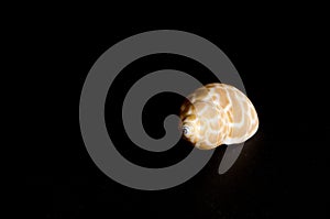 Conical Seashell Isolated