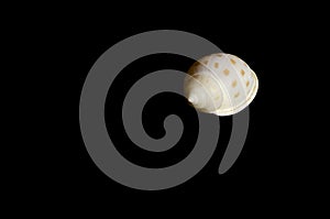 Conical Seashell Isolated