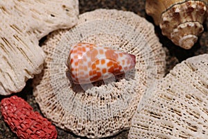 Conical seashell with orange ornaments on white surface. Various corals with interesting surface structure Seashells laid on coral