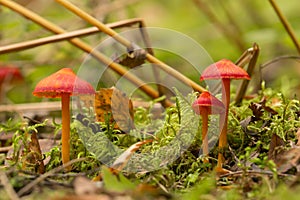 Conical wax cap, Hygrocybe conica photo