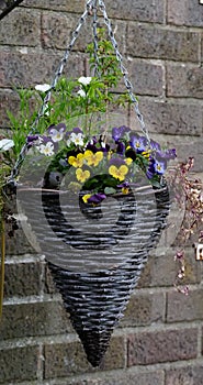 A conical wicker hanging flowerbasket planted with pansies hung against a brick wall