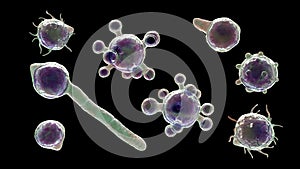 Conidiobolus coronatus microscopic fungi, 3D illustration. Tropical fungus, causes polyps or under skin masses in nasal cavity photo