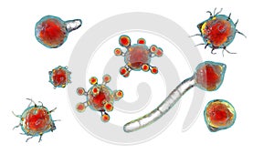 Conidiobolus coronatus microscopic fungi, 3D illustration. Tropical fungus, causes polyps or under skin masses in nasal cavity photo