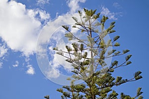 Conifer of the Araucaria excelsa family with blue sky