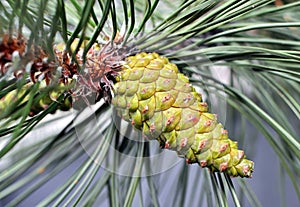 Cone on the pine tree