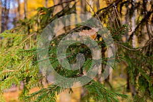 Conifer branch macro at autumn park