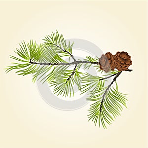 Conifer Branch Pine with pine cones vector