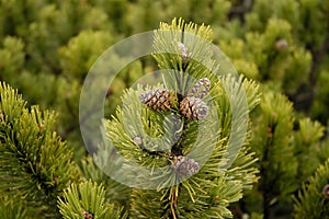 Conifer branch witch cones photo