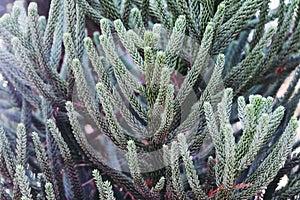 Conifer branches - closeup background