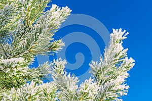 Conifer branches with needles covered with white frost on blue sky background. Christmas and New Year holiday concept. Snow