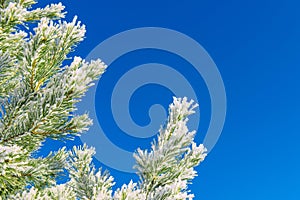 Conifer branches with needles covered with white frost on blue sky background. Christmas and New Year holiday concept. Snow