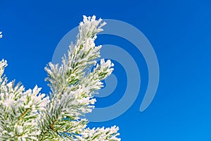 Conifer branches with needles covered with white frost on blue sky background. Christmas and New Year holiday concept. Snow