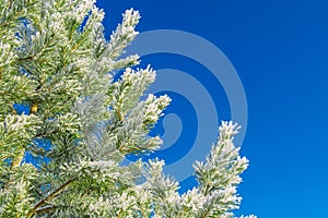 Conifer branches with needles covered with white frost on blue sky background. Christmas and New Year holiday concept. Snow