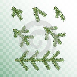 Conifer branches set. Green branches of a Christmas tree isolated on transparent background. Vector illustration