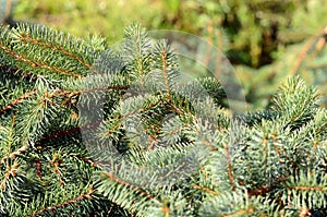 Conifer branchlets photo