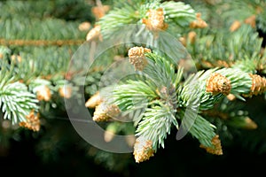Conifer branchlets photo