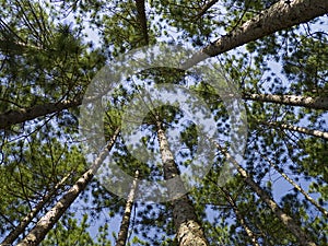 Conifer Canopy photo