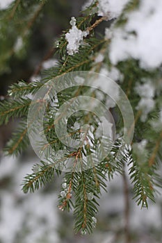 Conifer closeup background. Christmas tree leaves macro photography. Fir branch on a winter day