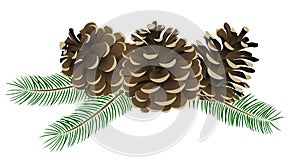 Conifer cone photo