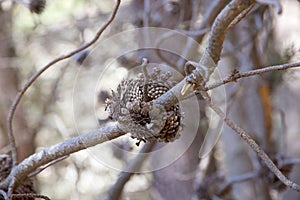 Conifer cone