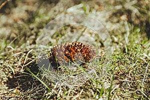 Conifer cone laying on the grass