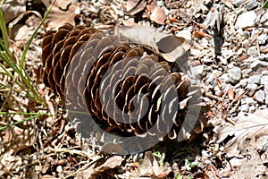 A conifer cone or strobilus photo