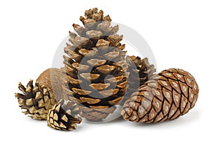 Conifer cones photo