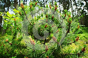 Conifer cones. Scots or scotch pine Pinus sylvestris tree young male pollen flowers. photo