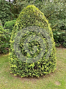 Conifer, coniferae branche in close-up
