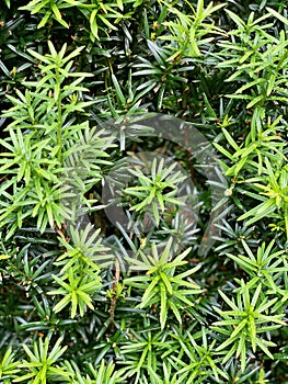 Conifer, coniferae branche in close-up photo
