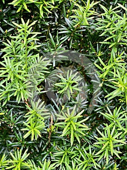 Conifer, coniferae branche in close-up