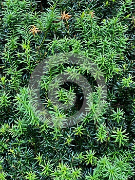 Conifer, coniferae branche in close-up photo