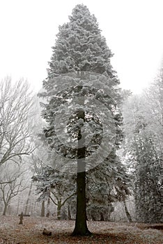 Conifer covered in hoarfrost photo