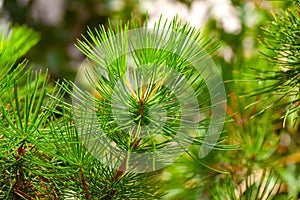 Conifer evergreen tree photo