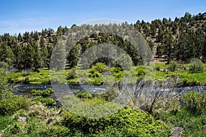 Conifer forest along the Deschutes River