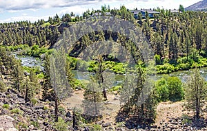 Conifer forest along the Deschutes River