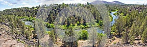 Conifer forest along the Deschutes River